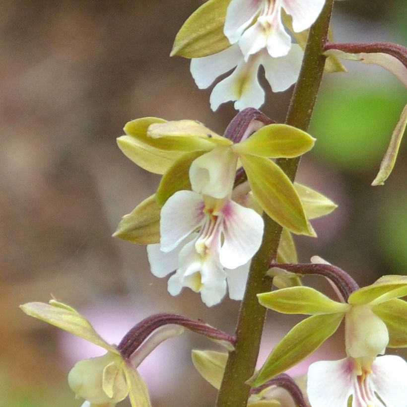 Calanthe Olive Green (Floração)