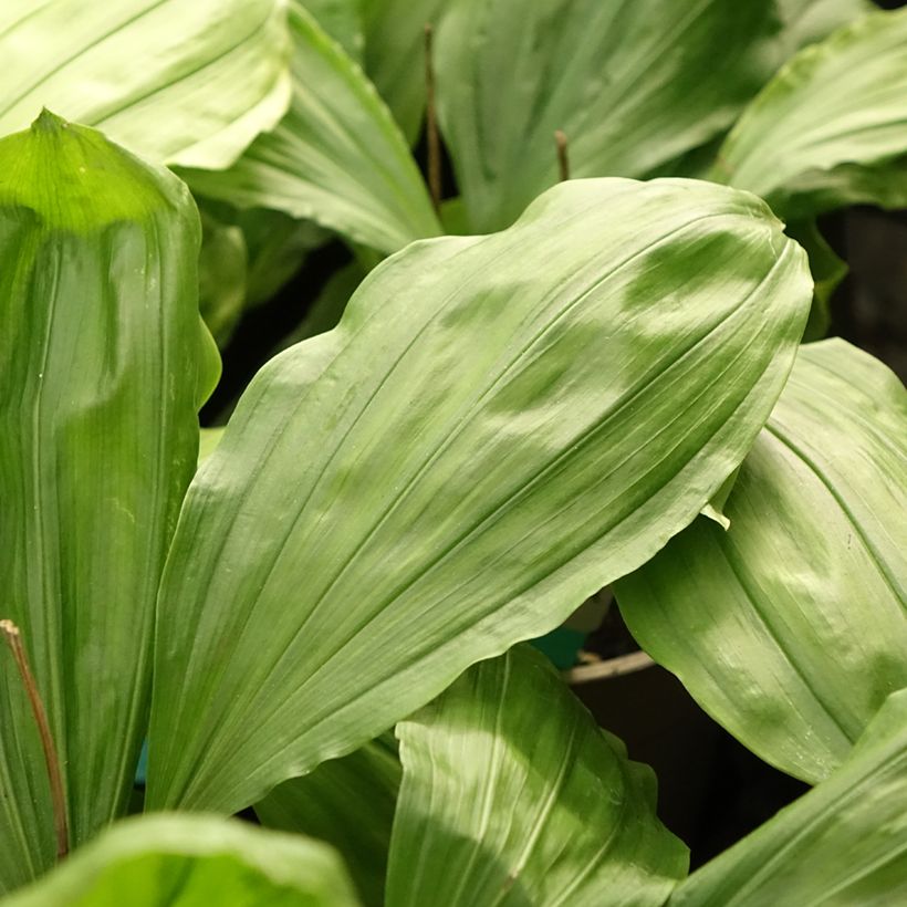 Calanthe Olive Green (Folhagem)
