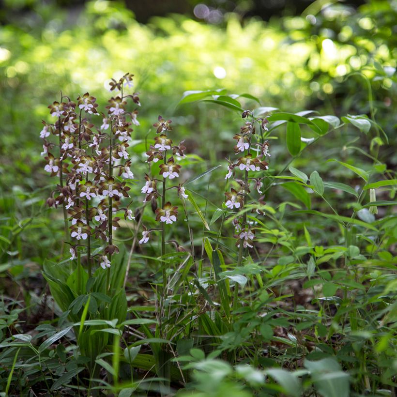 Calanthe discolor (Hábito)