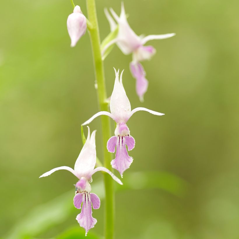 Calanthe reflexa (Floração)