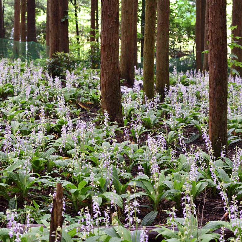 Calanthe reflexa (Hábito)