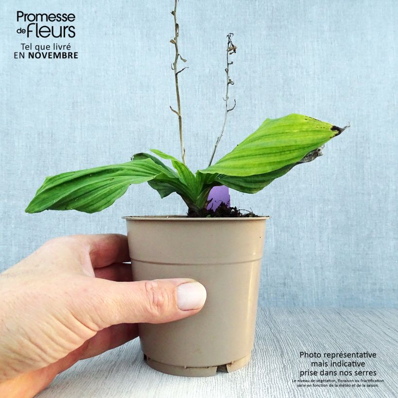 Amostra de Calanthe reflexa Vaso de 1,5 L/2 L Calibre I tal como entregue no outono