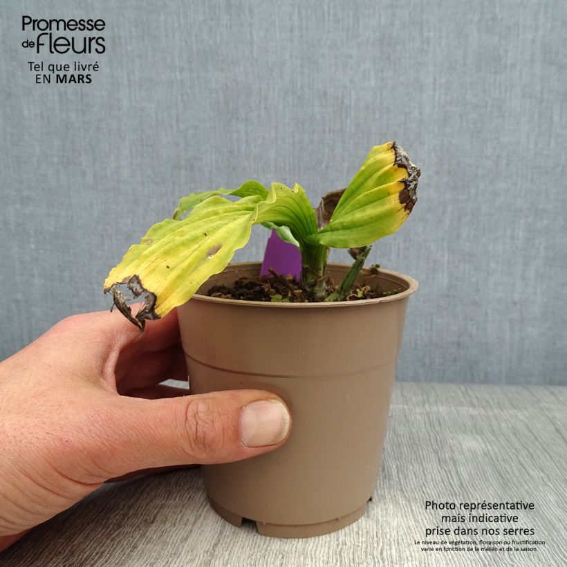 Amostra de Calanthe reflexa Vaso de 1,5 L/2 L Calibre I tal como entregue na primavera