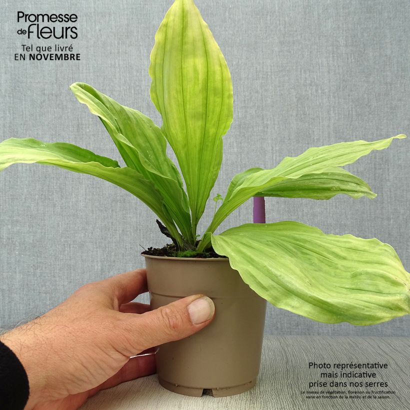 Amostra de Calanthe sieboldii Vaso de 1 L/1,5 L tal como entregue no outono