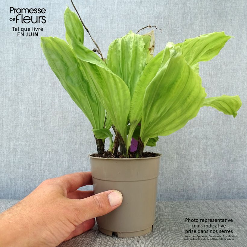 Amostra de Calanthe sieboldii Vaso de 1 L/1,5 L tal como entregue no verão