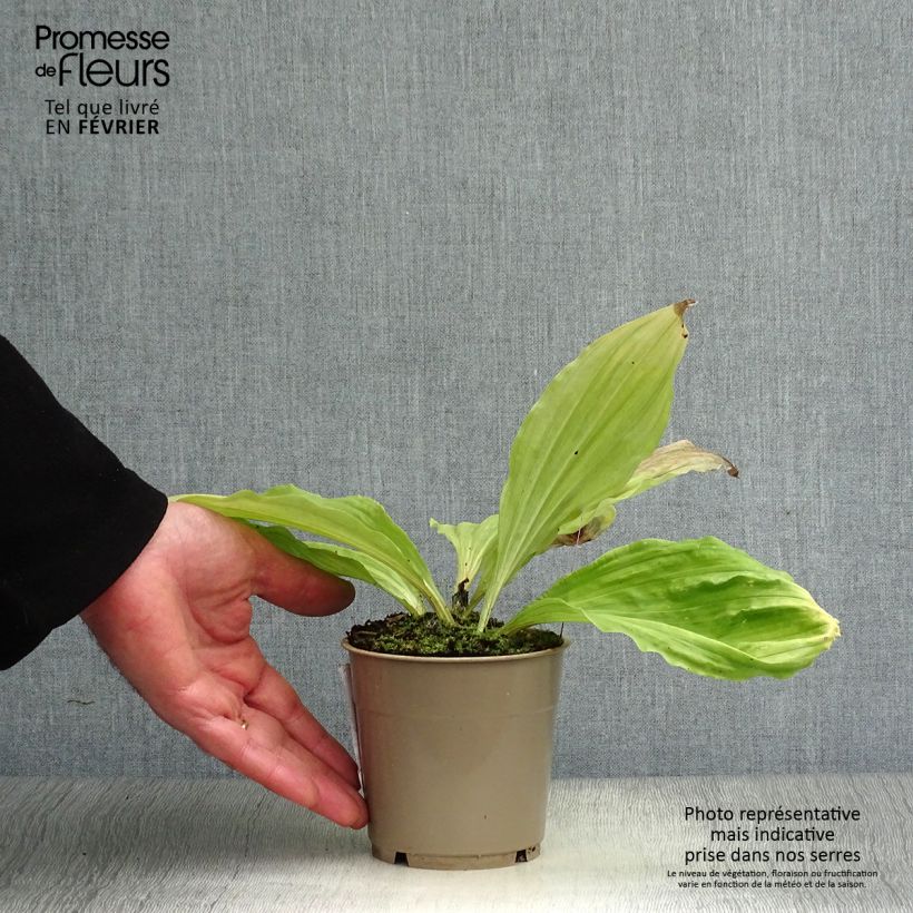 Amostra de Calanthe sieboldii - Orchidée de jardin jaune Vaso de 1 L/1,5 L tal como entregue no inverno