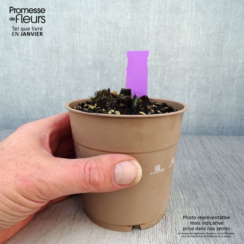 Amostra de Calanthe tricarinata - Orchidée vivace Vaso de 1 L/1,5 L size I tal como entregue no inverno