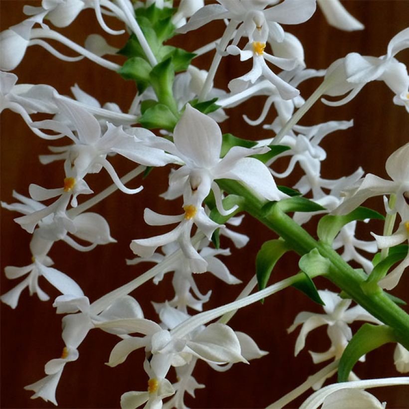 Calanthe triplicata (Floração)