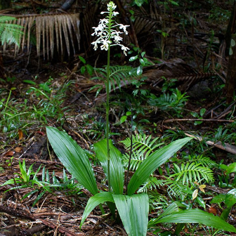 Calanthe triplicata (Hábito)
