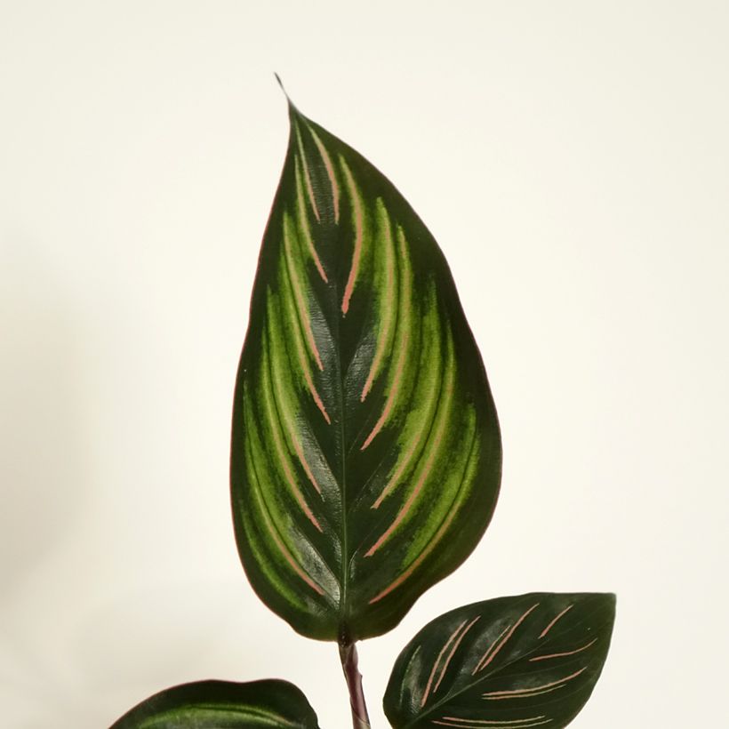 Calatéia ornata Beauty Star (Folhagem)