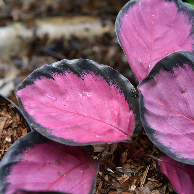 Calatéia picturata Crimson (Folhagem)