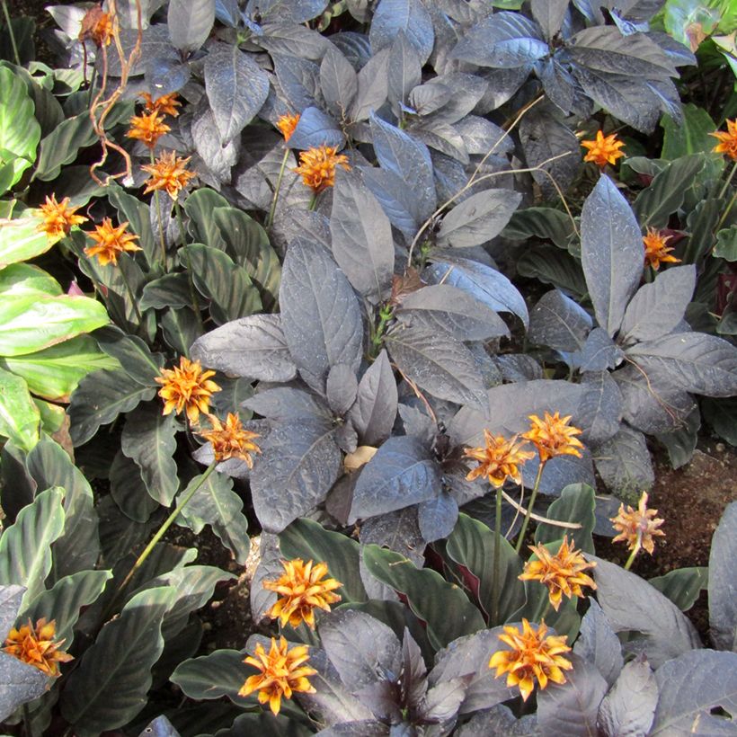 Calathea crocata - Chama eterna (Folhagem)
