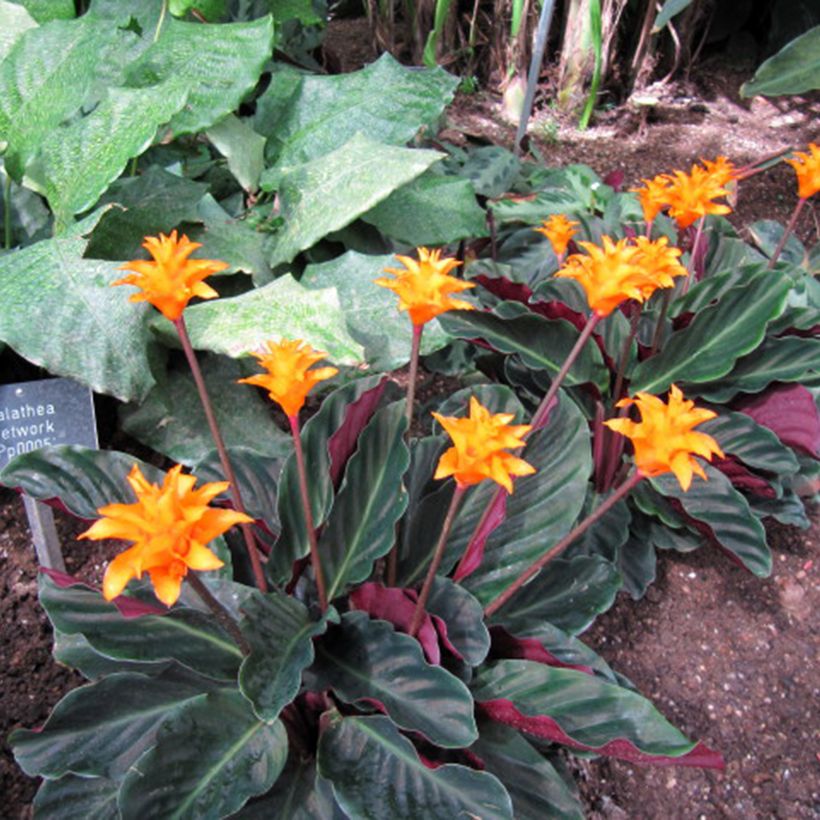 Calathea crocata - Chama eterna (Hábito)