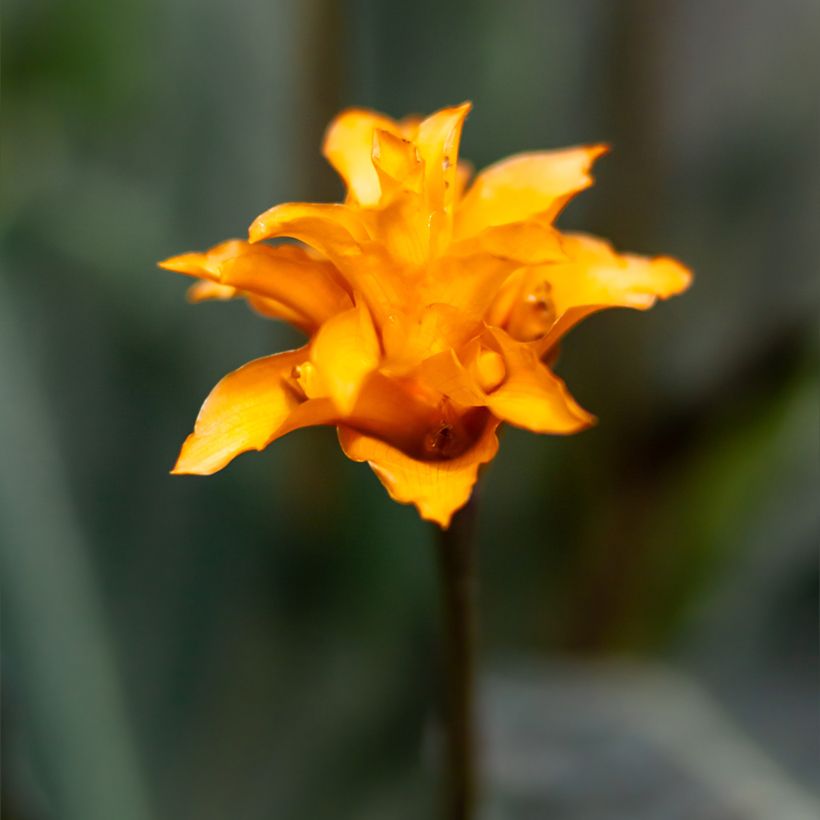 Calathea crocata - Chama eterna (Floração)