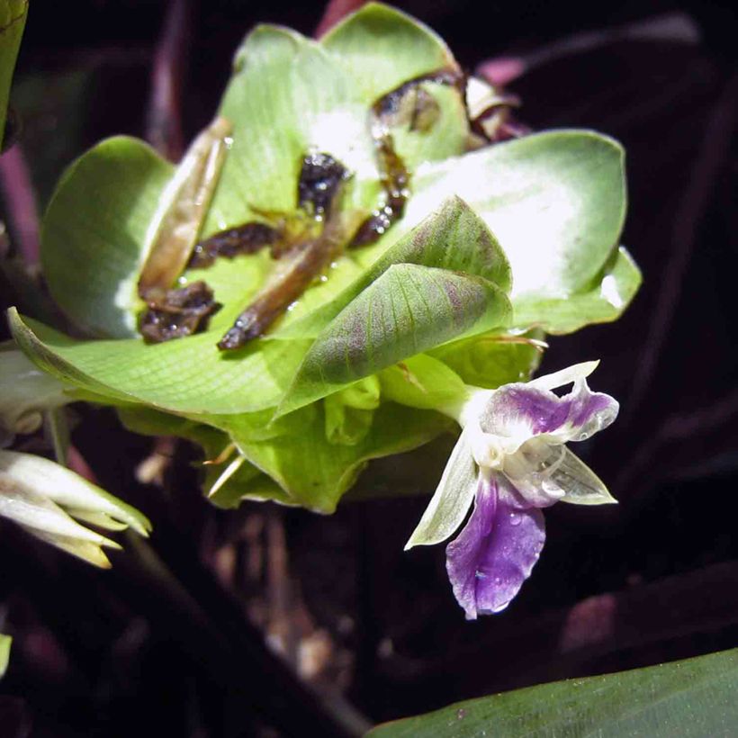 Calatéia roseopicta Dottie (Floração)