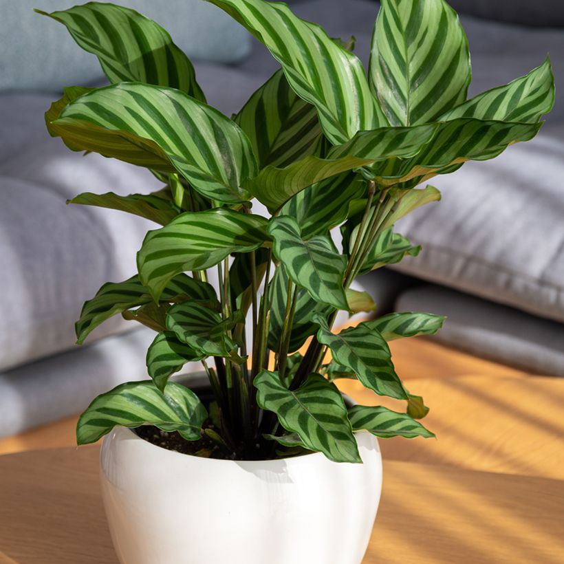 Calathea concinna Freddie - Calatéia (Hábito)