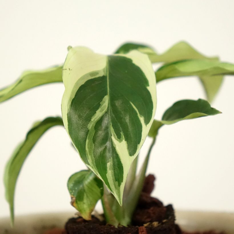 Calatéia Fusion White (Folhagem)