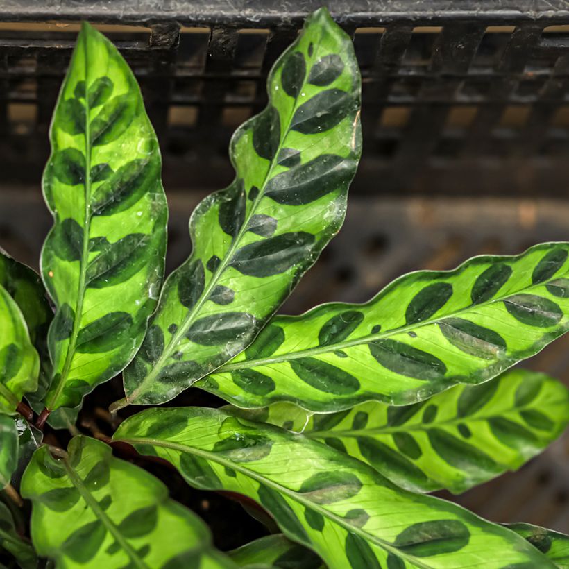 Calathea insignis - Calatéia (Folhagem)