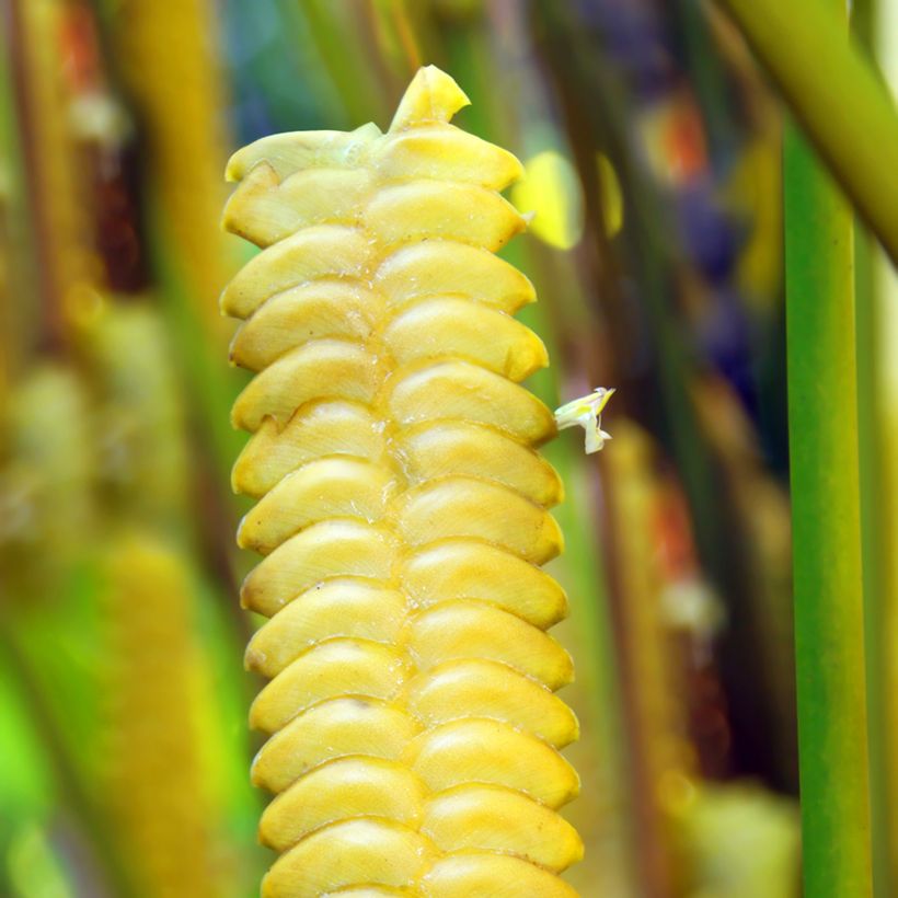 Calathea insignis - Calatéia (Floração)