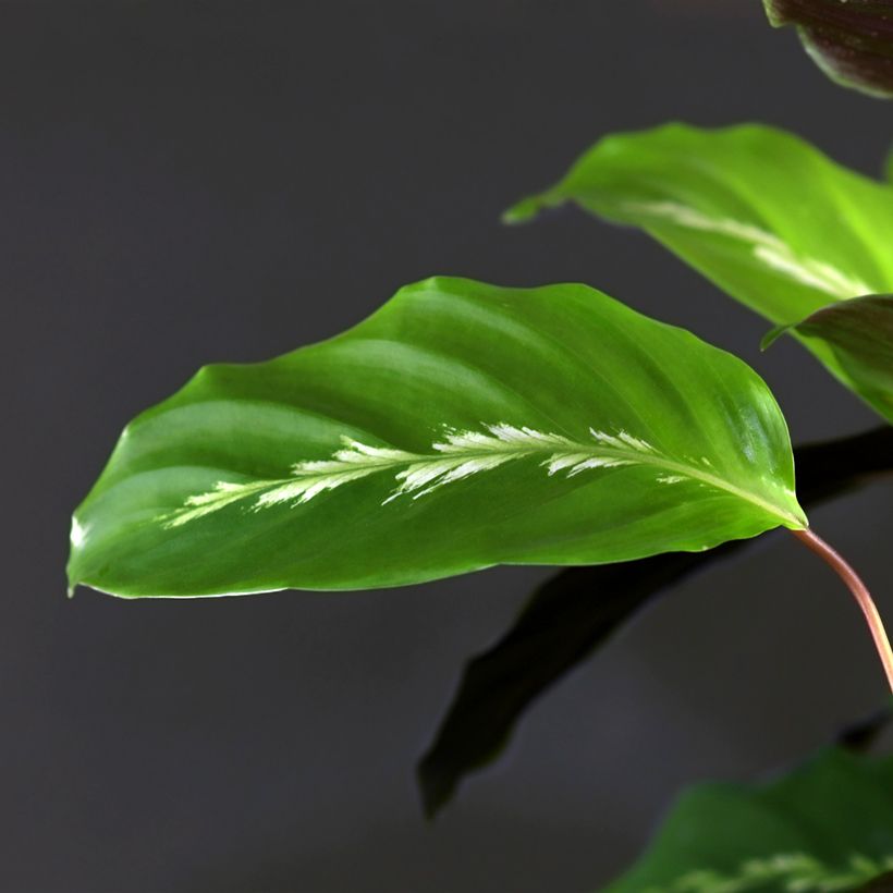 Calatéia Maui Queen (Folhagem)