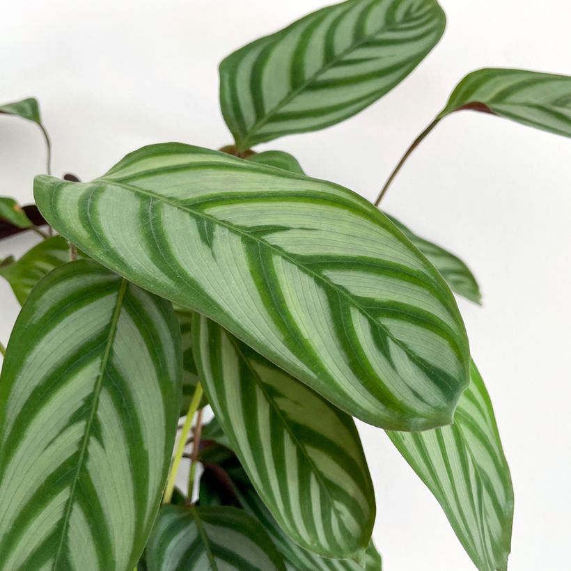 Ctenanthe oppenheimiana - Bamburanta (Folhagem)