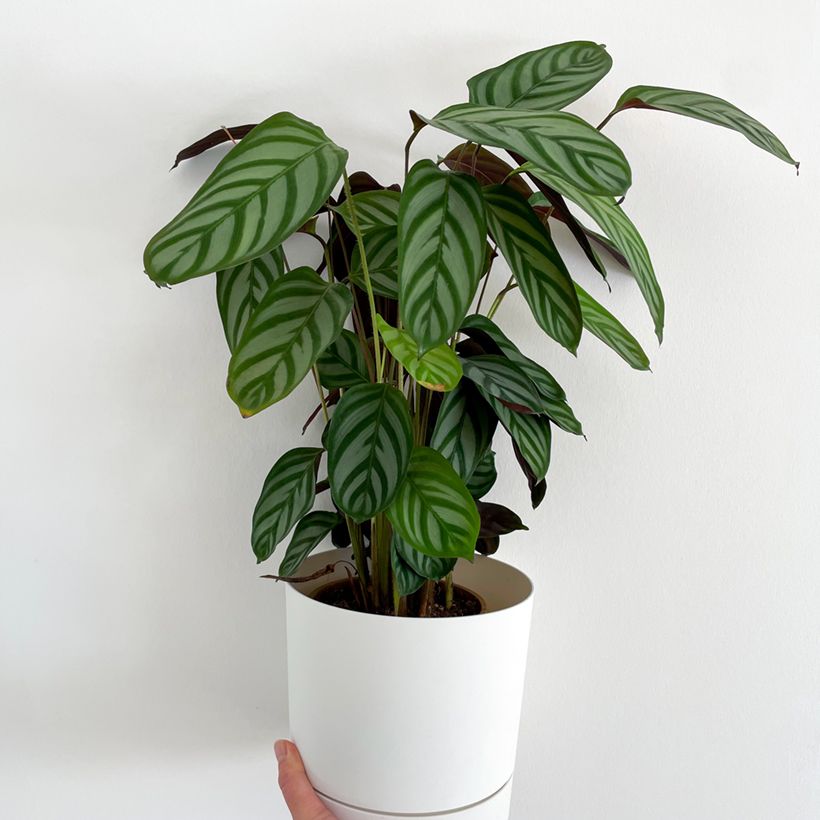 Ctenanthe oppenheimiana - Bamburanta (Hábito)