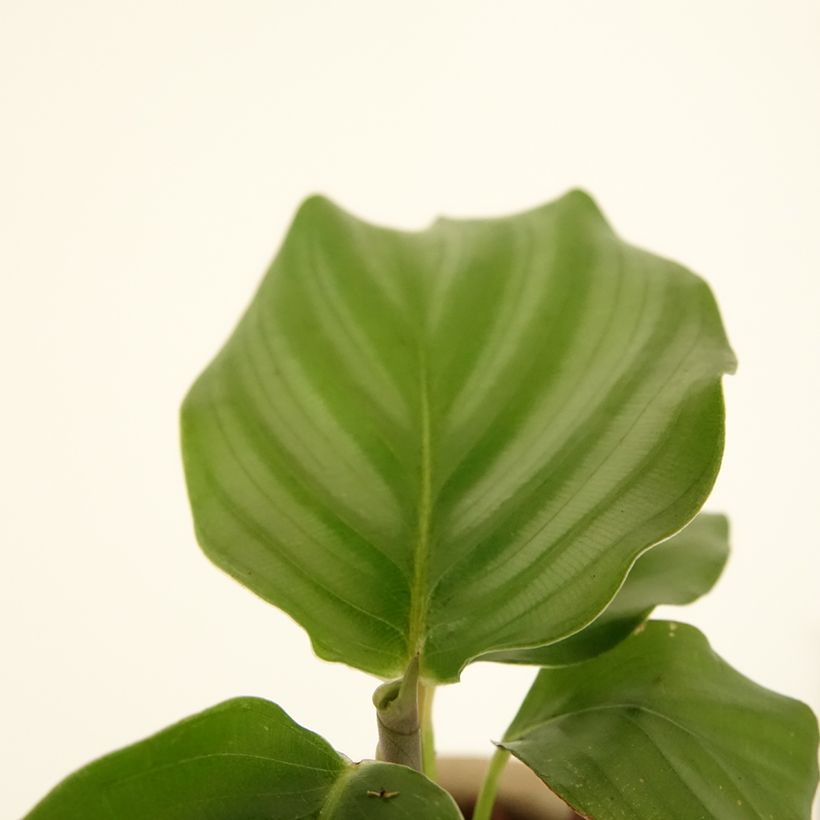 Calatéia orbifolia (Folhagem)