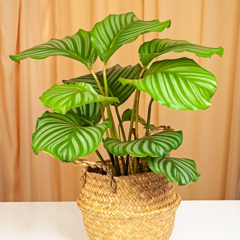 Calatéia orbifolia (Hábito)