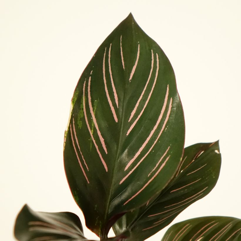 Calatéia ornata (Folhagem)
