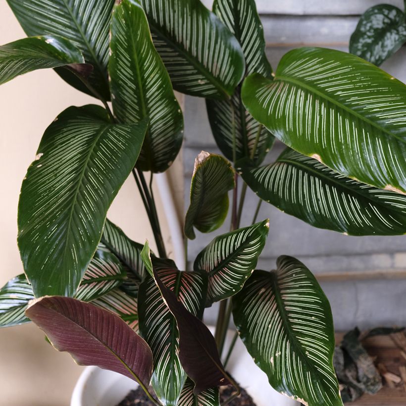 Calatéia ornata (Hábito)