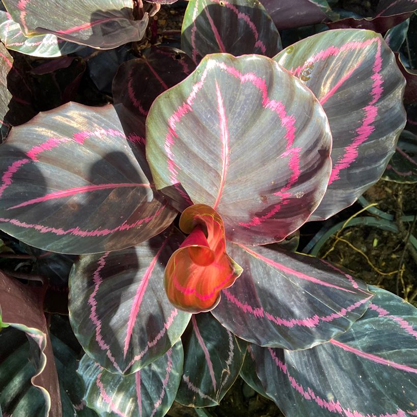 Calatéia roseopicta (Folhagem)