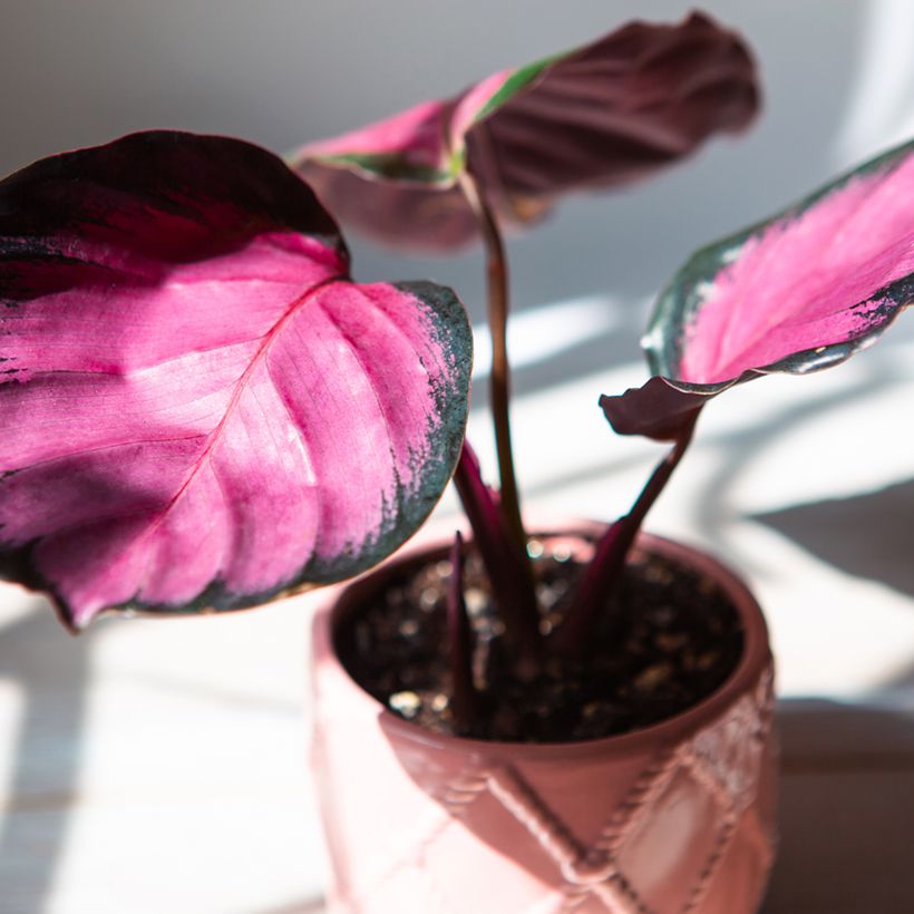 Calatéia roseopicta Rosy (Folhagem)
