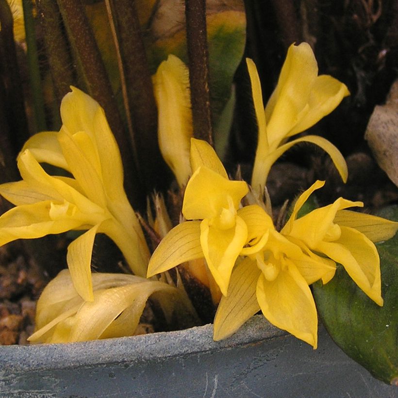 Calateia rufibarba (Floração)