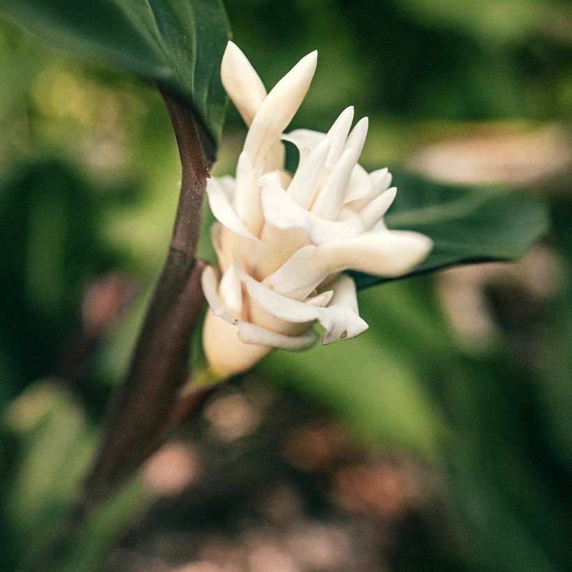 Calatéia warscewiczii (Floração)