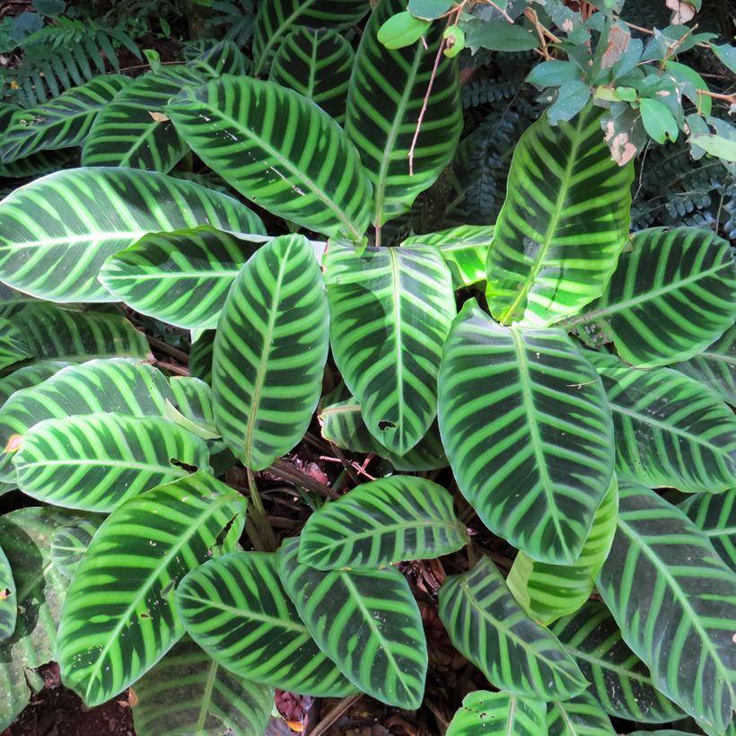 Calatéia-zebra zebrina (Folhagem)