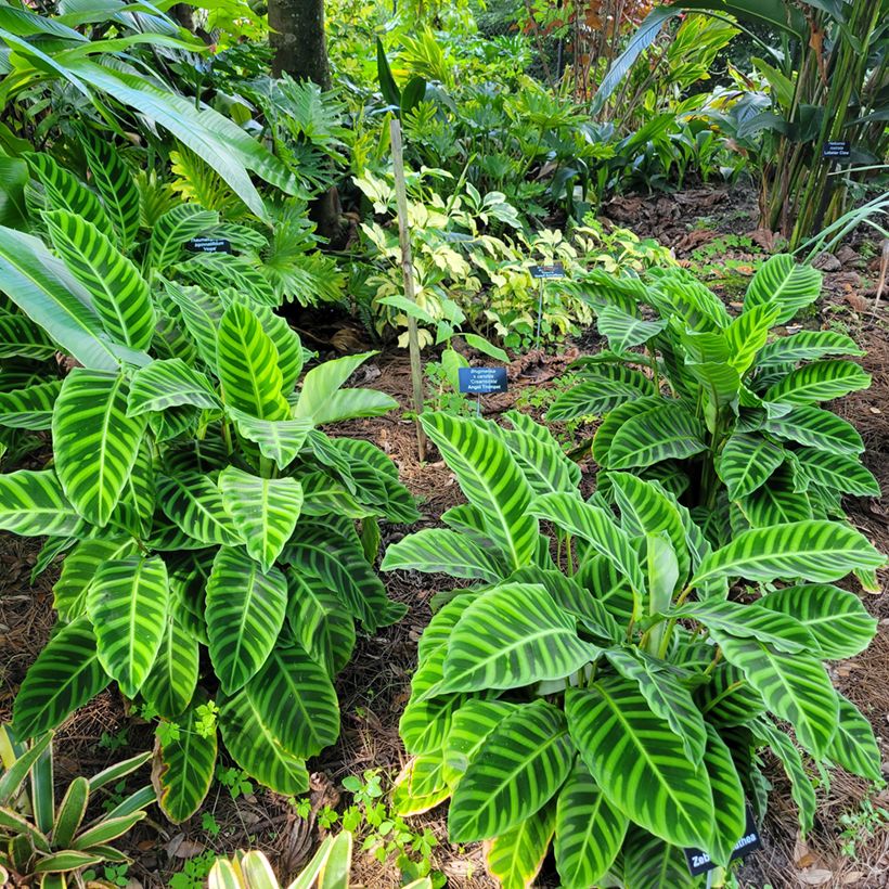 Calatéia-zebra zebrina (Hábito)