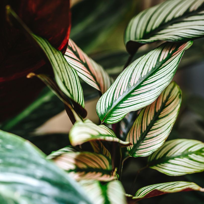 Calathea White Star - Calatéia (Folhagem)