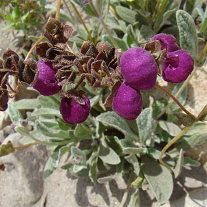 Calceolaria arachnoidea (Floração)