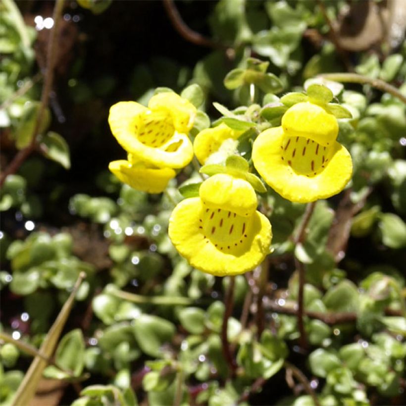 Calceolaria tenella (Floração)
