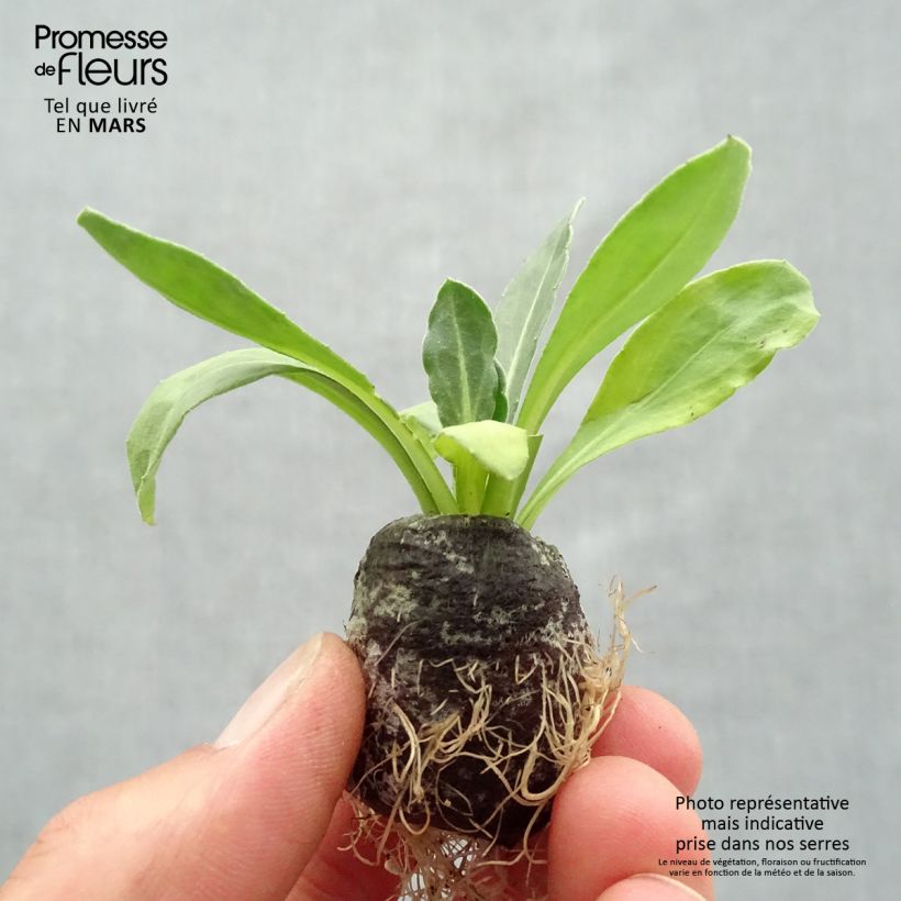 Amostra de Calendula Powerdaisy Sunny - Souci Mini-torrão Ø 3/4 cm tal como entregue na primavera