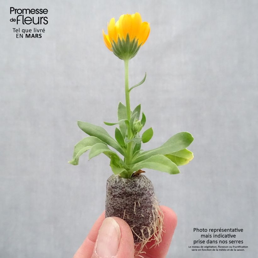 Amostra de Calendula Powerdaisy Tango - Souci Mini-torrão Ø 3/4 cm tal como entregue na primavera