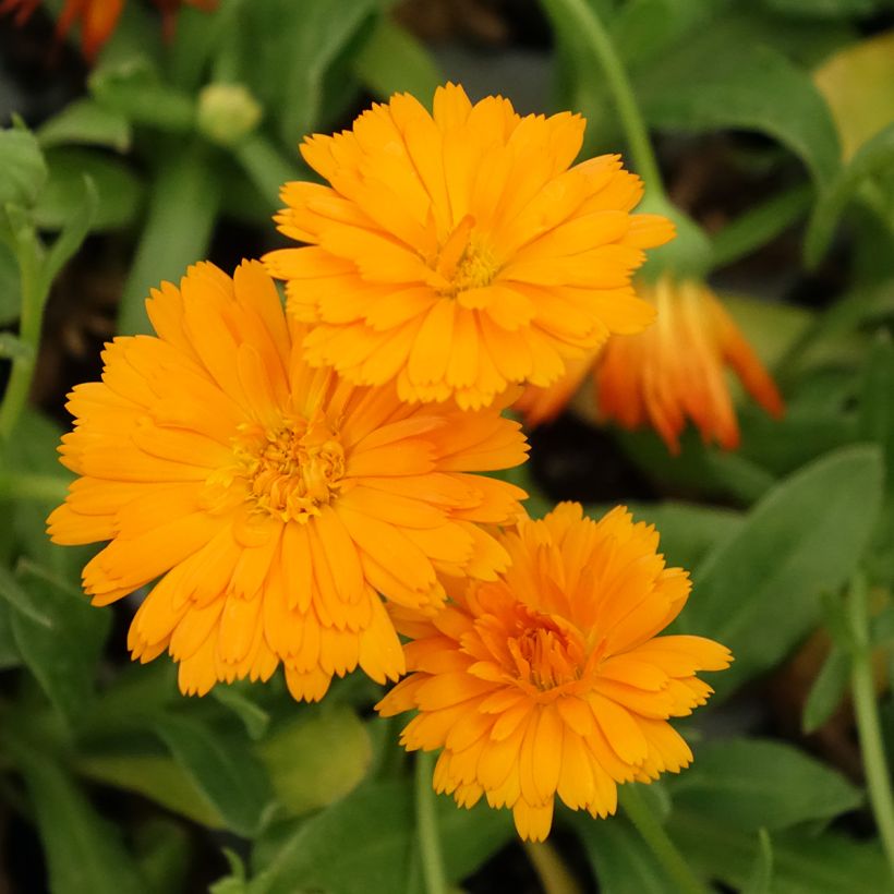 Calêndula Powerdaisy Tango (Floração)