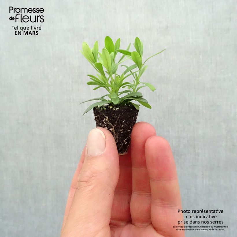 Amostra de Calibrachoa Can-Can Rosies Blue - Mini-pétunia double Mini-torrão Ø 3/4 cm tal como entregue na primavera