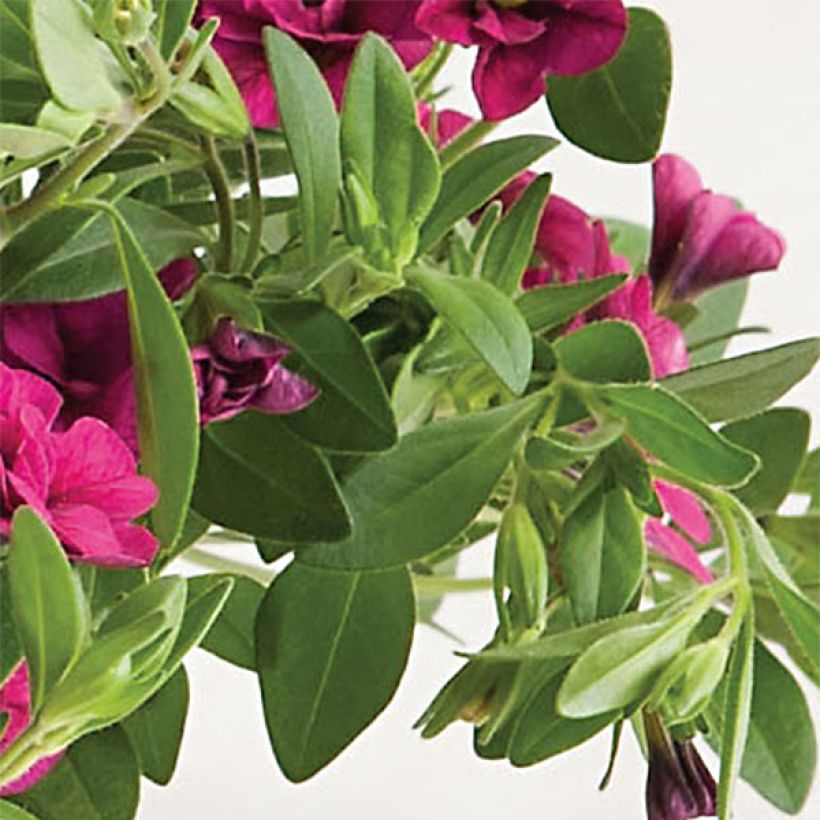Calibrachoa Can-Can Rosies Pink - Mini-petúnia (Folhagem)