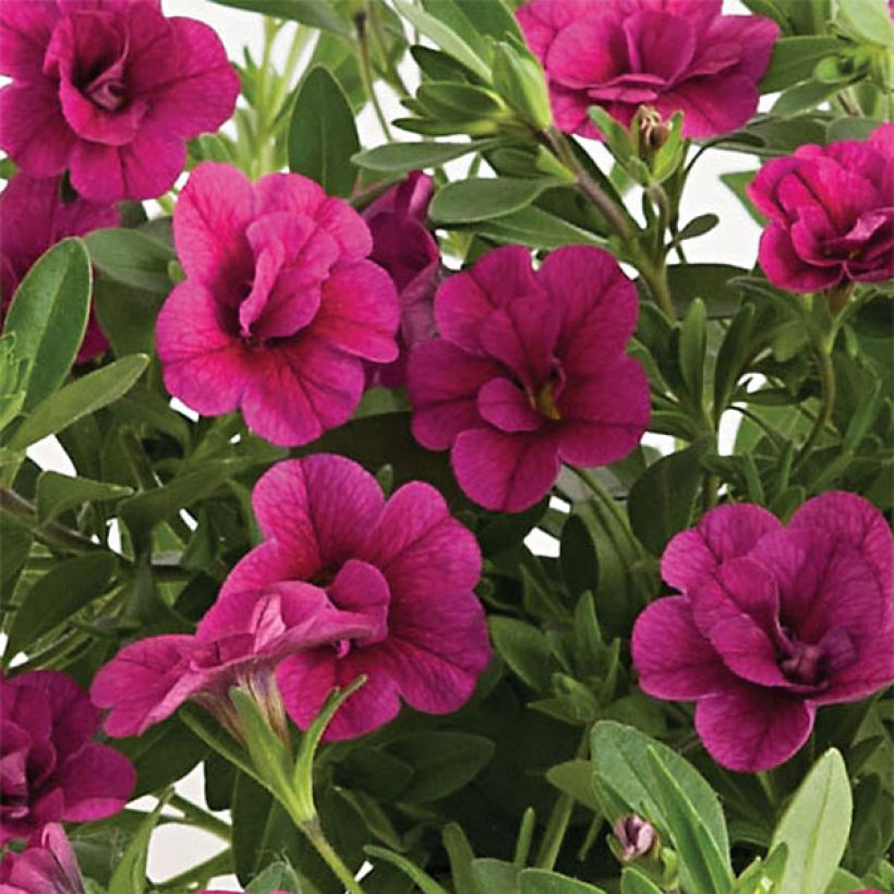 Calibrachoa Can-Can Rosies Pink - Mini-petúnia (Floração)