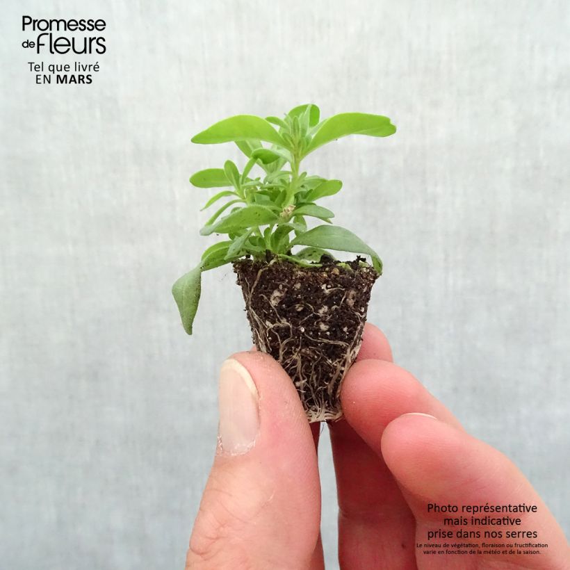 Amostra de Calibrachoa Can-Can Rosies Pink - Mini-pétunia double Mini-torrão Ø 3/4 cm tal como entregue na primavera