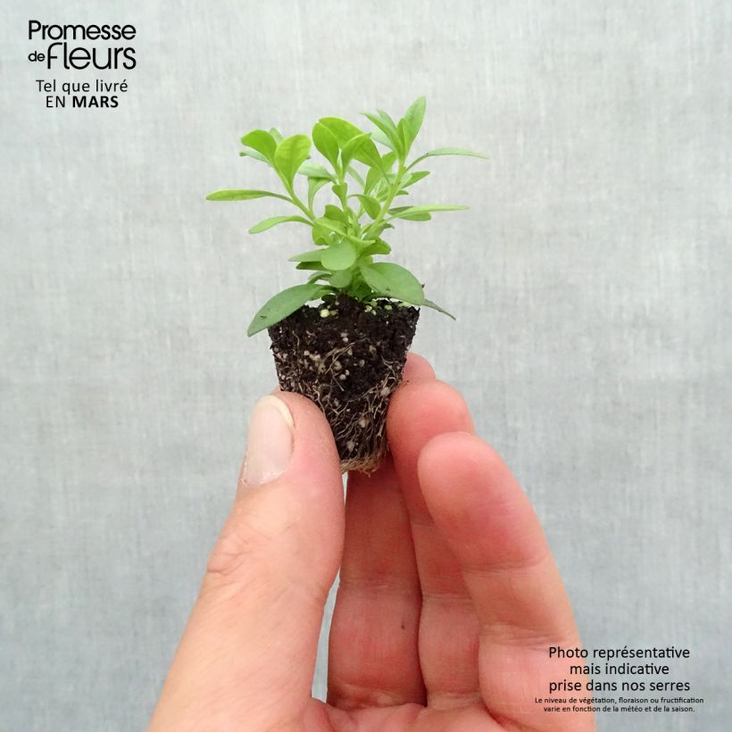 Amostra de Calibrachoa Can-Can Rosies Pink Vein - Mini-pétunia double Mini-torrão Ø 3/4 cm tal como entregue na primavera