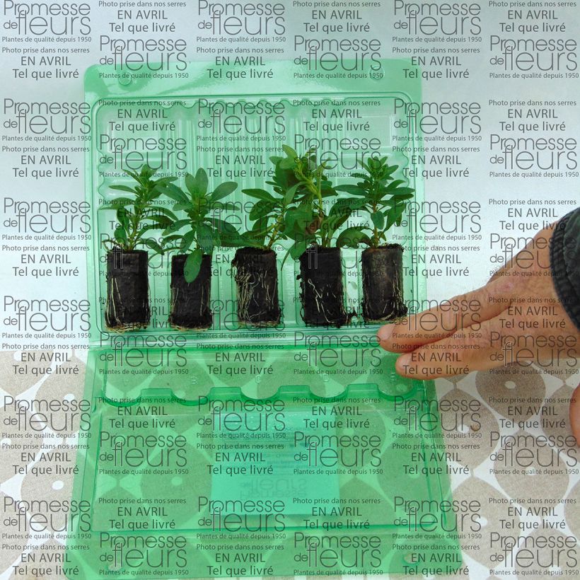 Exemplo de amostra de Calibrachoa Chamaeleon Blueberry Scone - Mini-pétunia Mini-torrão Ø 3/4 cm tal como entregue