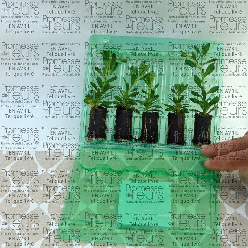 Exemplo de amostra de Calibrachoa Chamaeleon Double Pink Yellow  - Mini-pétunia Mini-torrão Ø 3/4 cm tal como entregue