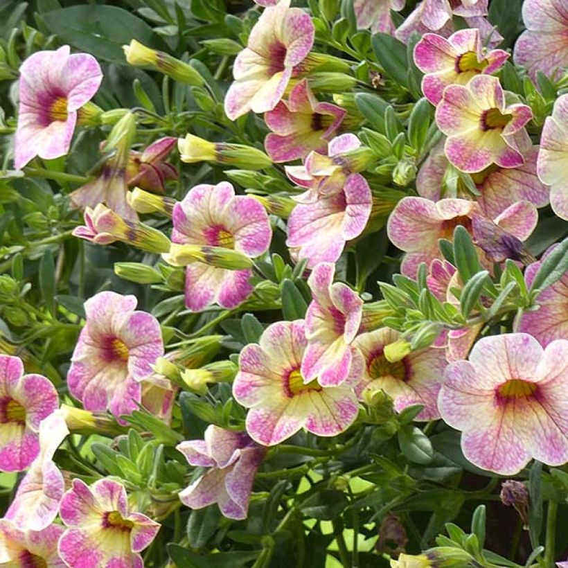 Calibrachoa Chamaeleon Pink Passion (Floração)